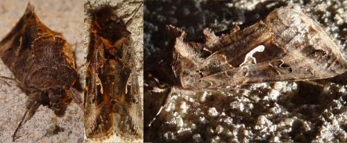 Autographa gamma