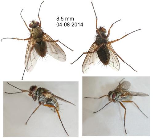 Dexia rustica