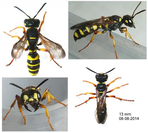 Cerceris arenaria
