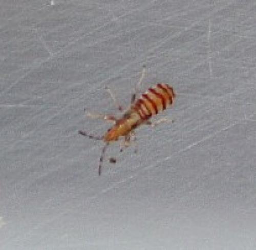 Réf. 125 131 : Brachyplax tenuis