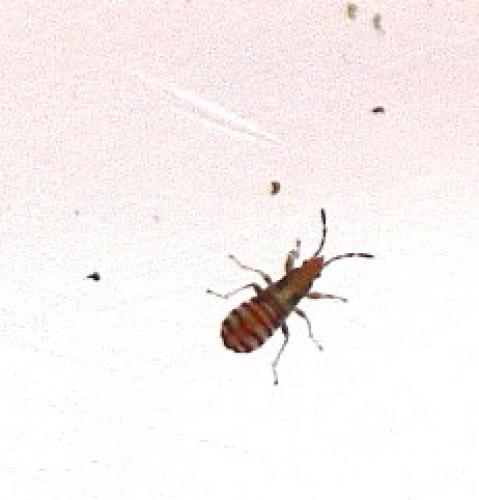 Réf. 125 132 : Brachyplax tenuis