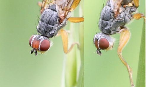 Microprosopa haemorrhoidalis