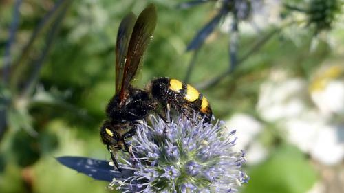 Colpa sexmaculata