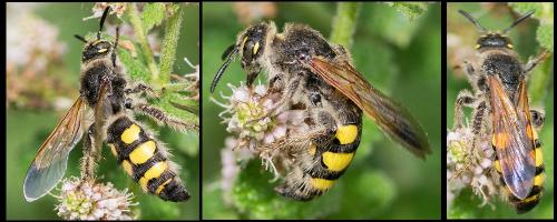 Réf. 125 759 : Colpa sexmaculata