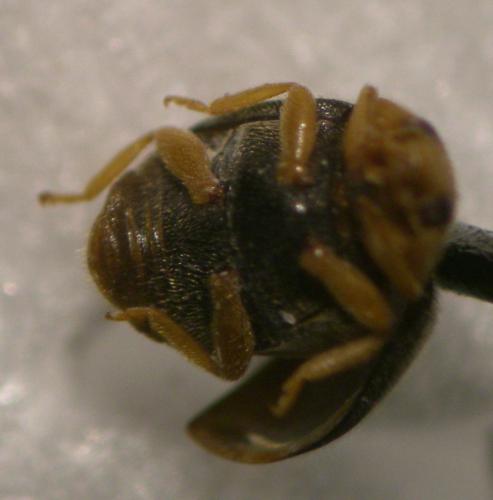Scymnus sp.