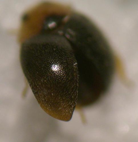 Scymnus sp.