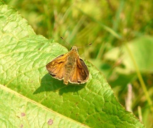 Ochlodes sylvanus
