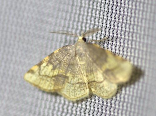 Réf. 125 074 : Stegania trimaculata