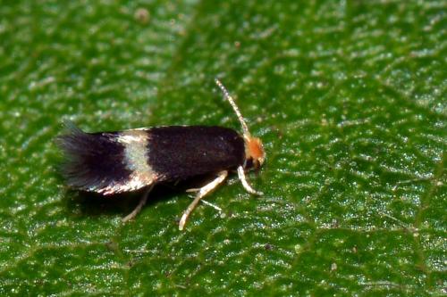 Réf. 125 156 : Stigmella microtheriella