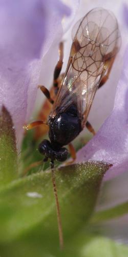 Stilbops ruficornis