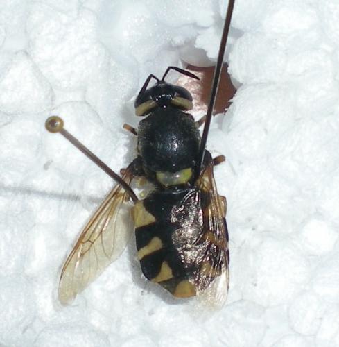 Réf. 125 909 : Stratiomys chamaeleon