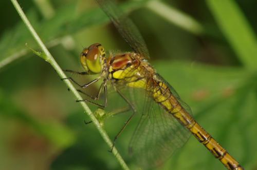 Sympetrum striolatum