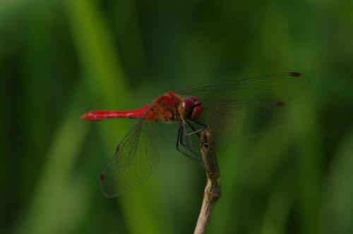 Sympetrum sanguineum