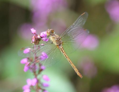 Réf. 125 991 : Sympetrum meridionale