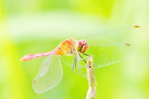 Sympetrum sanguineum