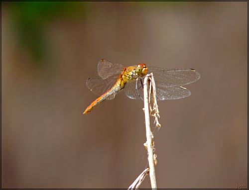 Sympetrum sanguineum