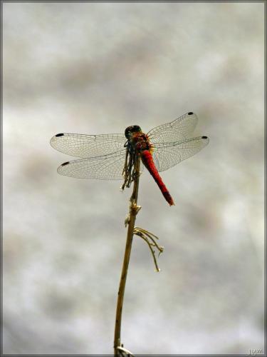 Réf. 125 767 : Sympetrum sanguineum