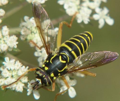 Spilomyia saltuum