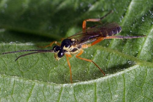 Syrphoctonus tarsatorius