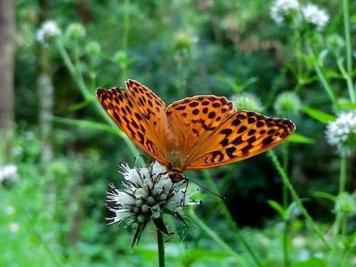 Réf. 125 052 : Argynnis paphia