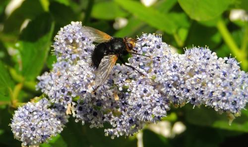 Réf. 125 713 : Tachina grossa