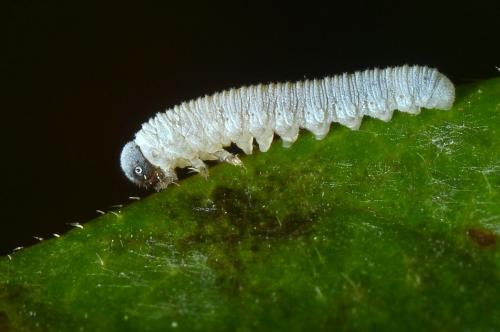 Tenthredininae] Larve de tenthrède (?) blanche à tête noire - Le