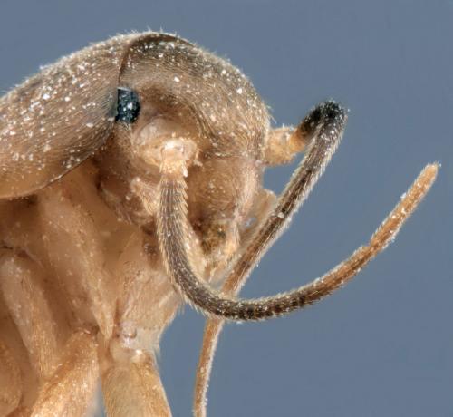 Réf. 125 198 : Myrmecophilus myrmecophilus