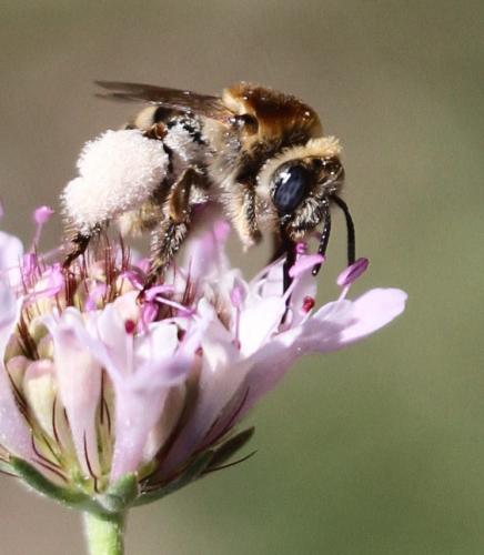 Tetraloniella pollinosa