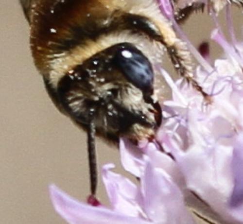 Tetraloniella sp.