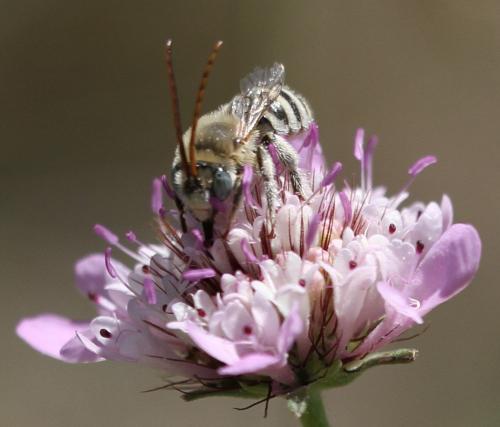 Réf. 125 920 : Tetraloniella sp.