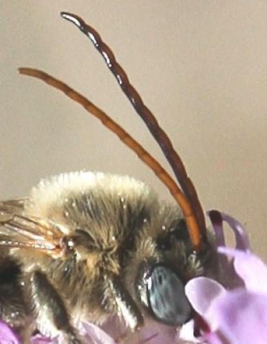 Tetraloniella sp.
