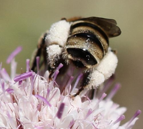 Tetraloniella pollinosa