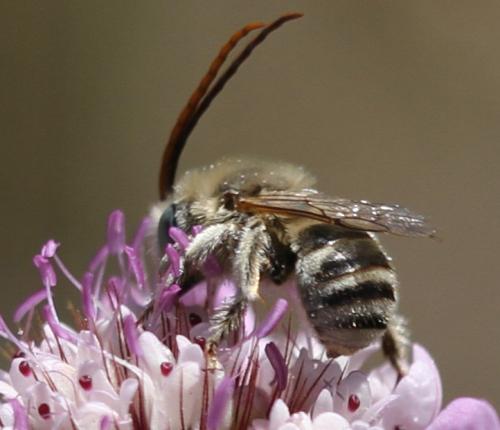 Réf. 125 918 : Tetraloniella sp.