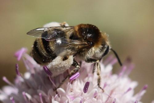 Tetraloniella pollinosa