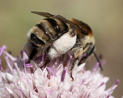 Réf. 125 927 : Tetraloniella pollinosa
