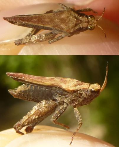 Réf. 125 237 : Tetrix subulata