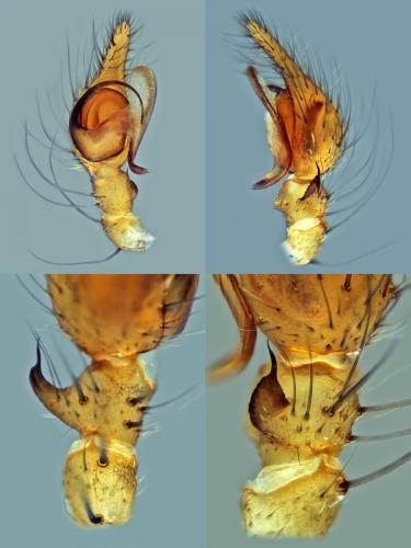 Réf. 125 606 : Textrix rubrofoliata