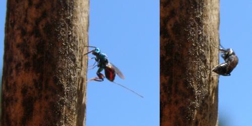 Torymus calcaratus