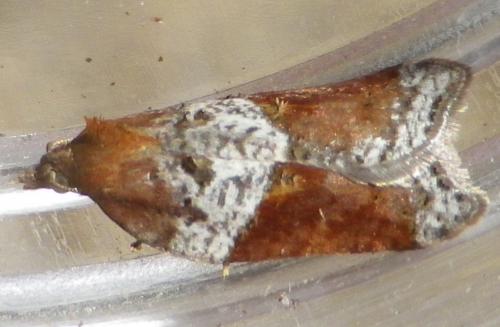 Réf. 125 026 : Acleris laterana