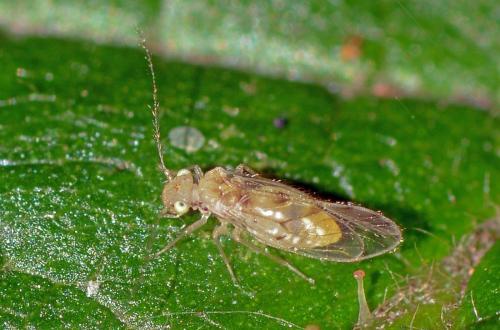 Réf. 125 124 : Trichopsocus clarus