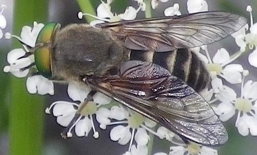 Philipomyia aprica