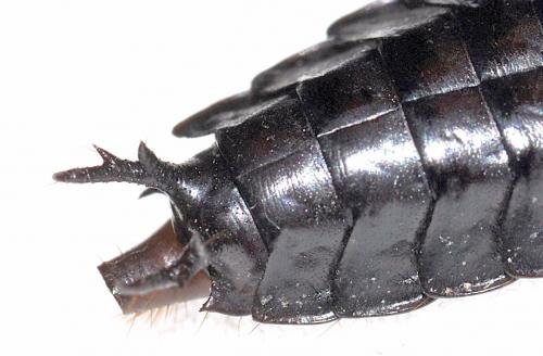 Carabus intricatus