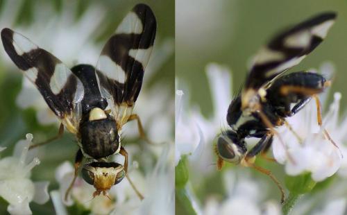 Réf. 125 020 : Urophora cardui