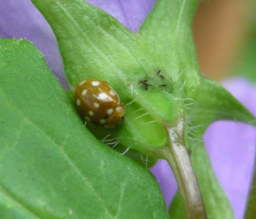 Calvia quatuordecimguttata