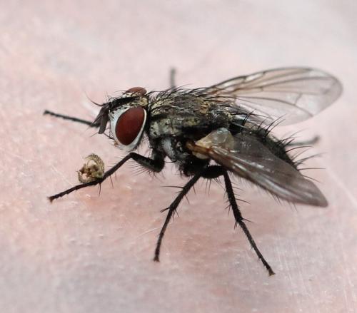 Vibrissina turrita