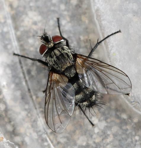 Vibrissina turrita