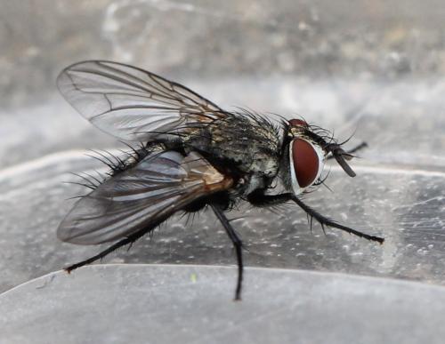 Vibrissina turrita