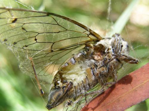 Cicada orni