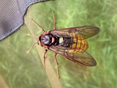 Cimbex connatus
