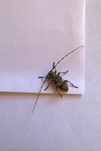 Leiopus sp.